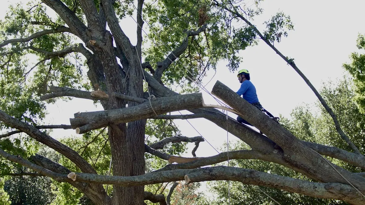 Professional Crown Thinning performed by certified arborists in Ocean Springs